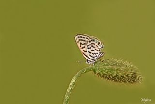 Balkan Kaplan (Tarucus balkanicus)