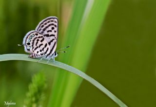 Balkan Kaplan (Tarucus balkanicus)