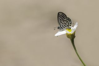 Balkan Kaplan (Tarucus balkanicus)