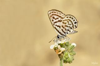 Balkan Kaplan (Tarucus balkanicus)