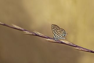 Balkan Kaplan (Tarucus balkanicus)