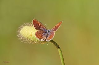 Balkan Kaplan (Tarucus balkanicus)