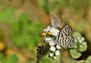 Balkan Kaplan (Tarucus balkanicus)