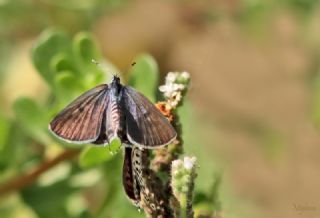 Balkan Kaplan (Tarucus balkanicus)