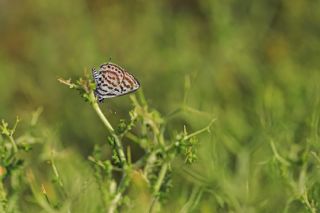 Balkan Kaplan (Tarucus balkanicus)