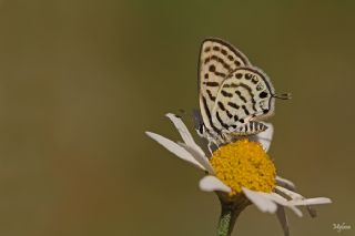 Balkan Kaplan (Tarucus balkanicus)