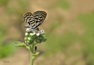 Balkan Kaplan (Tarucus balkanicus)