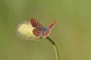 Balkan Kaplan (Tarucus balkanicus)