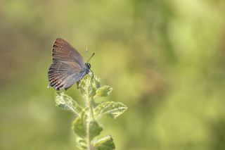Byk Sevbeni (Satyrium ilicis)