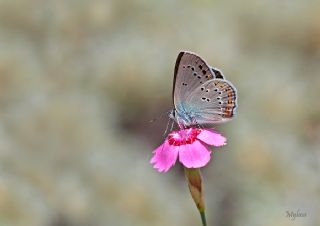 K���k Benekli Sevbeni&nbsp;(Satyrium&nbsp;ledereri )