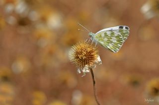 Yeni Beneklimelek (Pontia edusa)