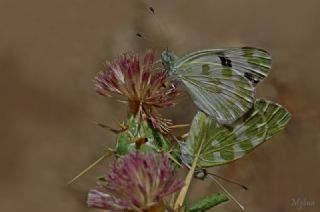 Yeni Beneklimelek (Pontia edusa)