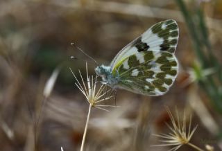 Yeni Beneklimelek (Pontia edusa)