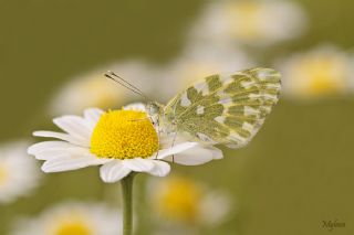 Yeni Beneklimelek (Pontia edusa)