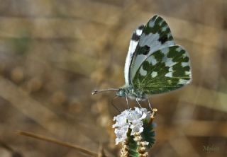 Yeni Beneklimelek (Pontia edusa)