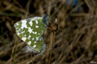 Yeni Beneklimelek&nbsp;(Pontia&nbsp;edusa)