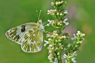 Yeni Beneklimelek&nbsp;(Pontia&nbsp;edusa)