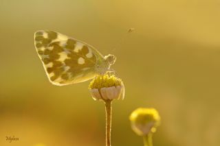 Yeni Beneklimelek (Pontia edusa)