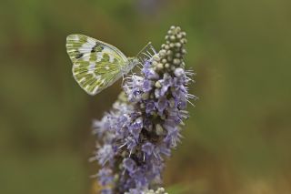 Yeni Beneklimelek (Pontia edusa)