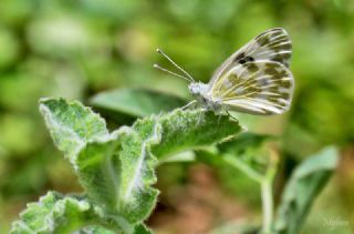 Yeni Beneklimelek (Pontia edusa)