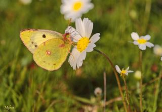 Sar Azamet (Colias croceus)