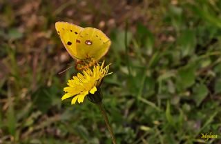 Sar Azamet (Colias croceus)