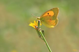 Sar Azamet (Colias croceus)
