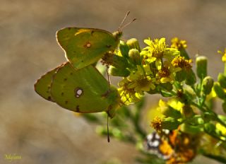 Sar Azamet (Colias croceus)