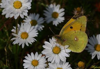 Sar Azamet (Colias croceus)