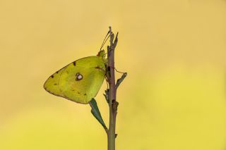 Sar Azamet (Colias croceus)