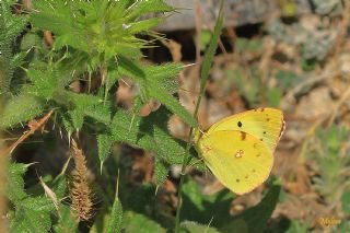 Sar� Azamet&nbsp;(Colias&nbsp;croceus)