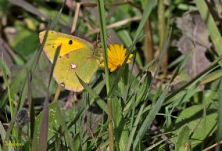 Sar Azamet (Colias croceus)