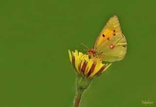 Sar Azamet (Colias croceus)