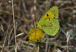 Sar Azamet (Colias croceus)