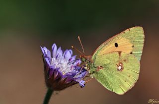 Sar Azamet (Colias croceus)