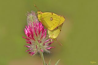 Sar Azamet (Colias croceus)