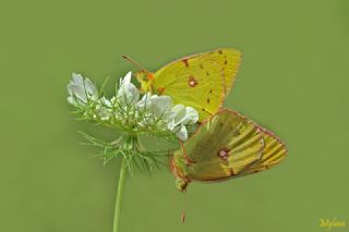 Sar Azamet (Colias croceus)