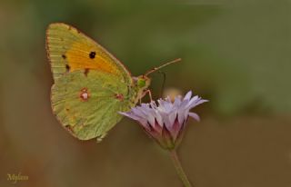 Sar Azamet (Colias croceus)