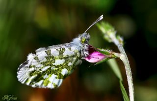 Da Oykls (Euchloe ausonia)