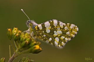 Da Oykls (Euchloe ausonia)