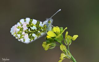 Turuncu Ssl (Anthocharis cardamines)