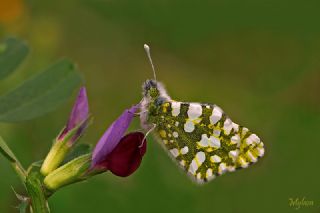 Da Oykls (Euchloe ausonia)