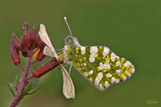 Da Oykls (Euchloe ausonia)