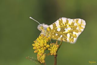 Da Oykls (Euchloe ausonia)