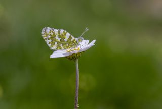 Da Oykls (Euchloe ausonia)