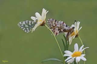 Da Oykls (Euchloe ausonia)