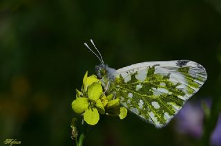 Da Oykls (Euchloe ausonia)