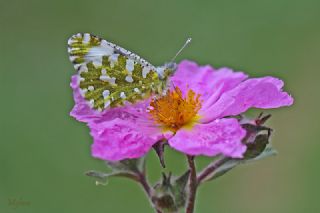 Da Oykls (Euchloe ausonia)
