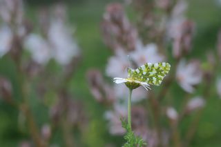 Da� Oykl�s��&nbsp;(Euchloe&nbsp;ausonia)