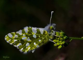 Da Oykls (Euchloe ausonia)